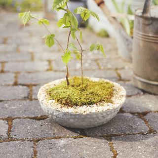Concrete planter with natural stones