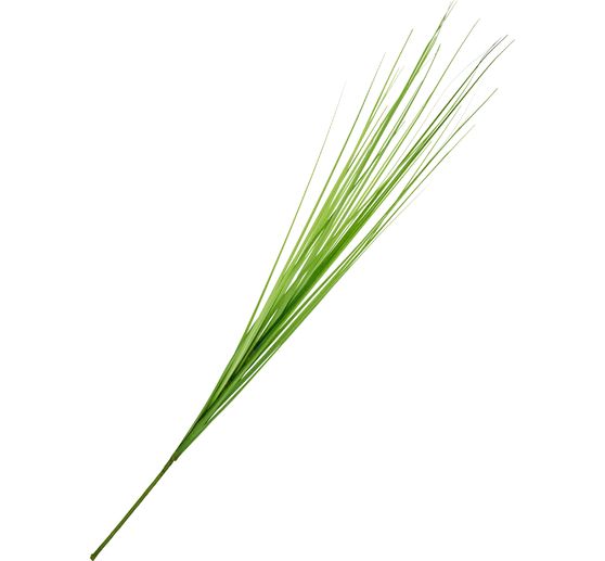 Isolepsis grass